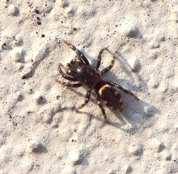 Salticus sp.
